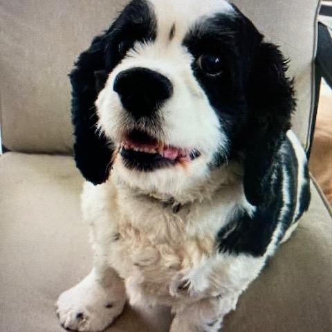 JoJo - Adult home, Adoptable, Adult Male Cavalier King Charles Spaniel.