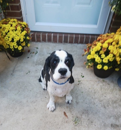 JoJo - Adult home, a Adoptable Cavalier King Charles Spaniel in Kannapolis, NC image 3/3
