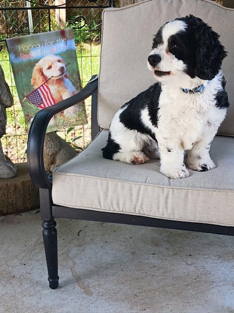 Enlarge JoJo - Adult home, a Adoptable Cavalier King Charles Spaniel in Kannapolis, NC image 1/2