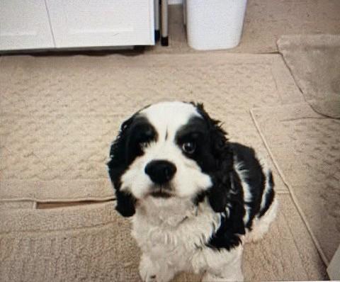 JoJo - Adult home, a Adoptable Cavalier King Charles Spaniel in Kannapolis, NC image 2/3