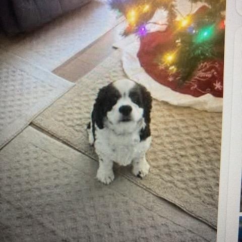 Enlarge JoJo - Adult home, a Adoptable Cavalier King Charles Spaniel in Kannapolis, NC image 2/2