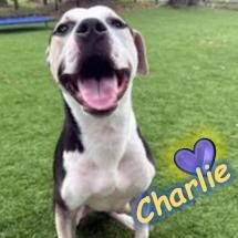Charlie, Adoptable, Young Male Mixed Breed.