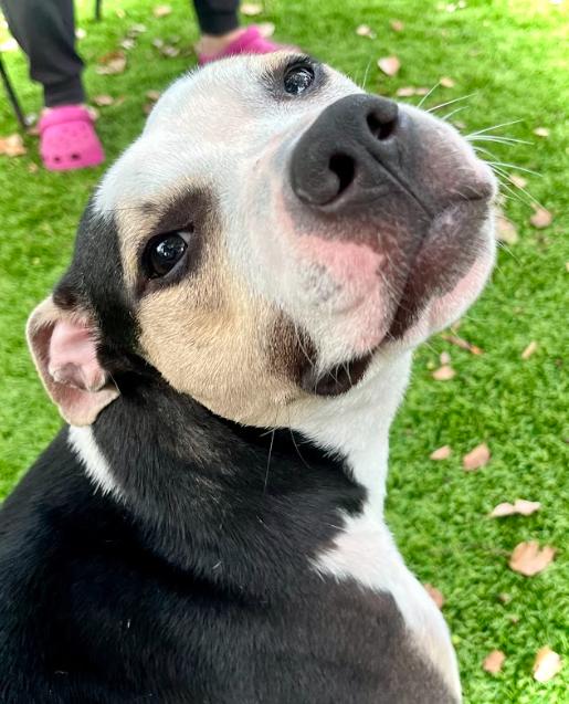 Enlarge Charlie, a Adoptable Mixed Breed in Palm Harbor, FL image 3/6