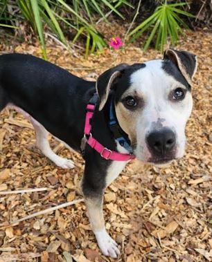 Enlarge Charlie, a Adoptable Mixed Breed in Palm Harbor, FL image 1/6