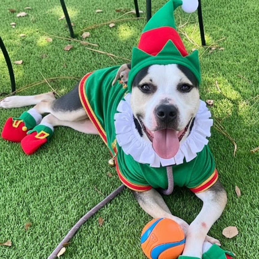 Charlie, Adoptable, Young Male Mixed Breed.