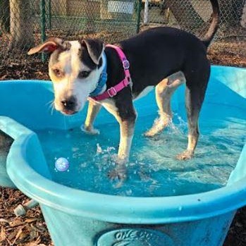 Enlarge Charlie, a Adoptable Mixed Breed in Palm Harbor, FL image 5/6