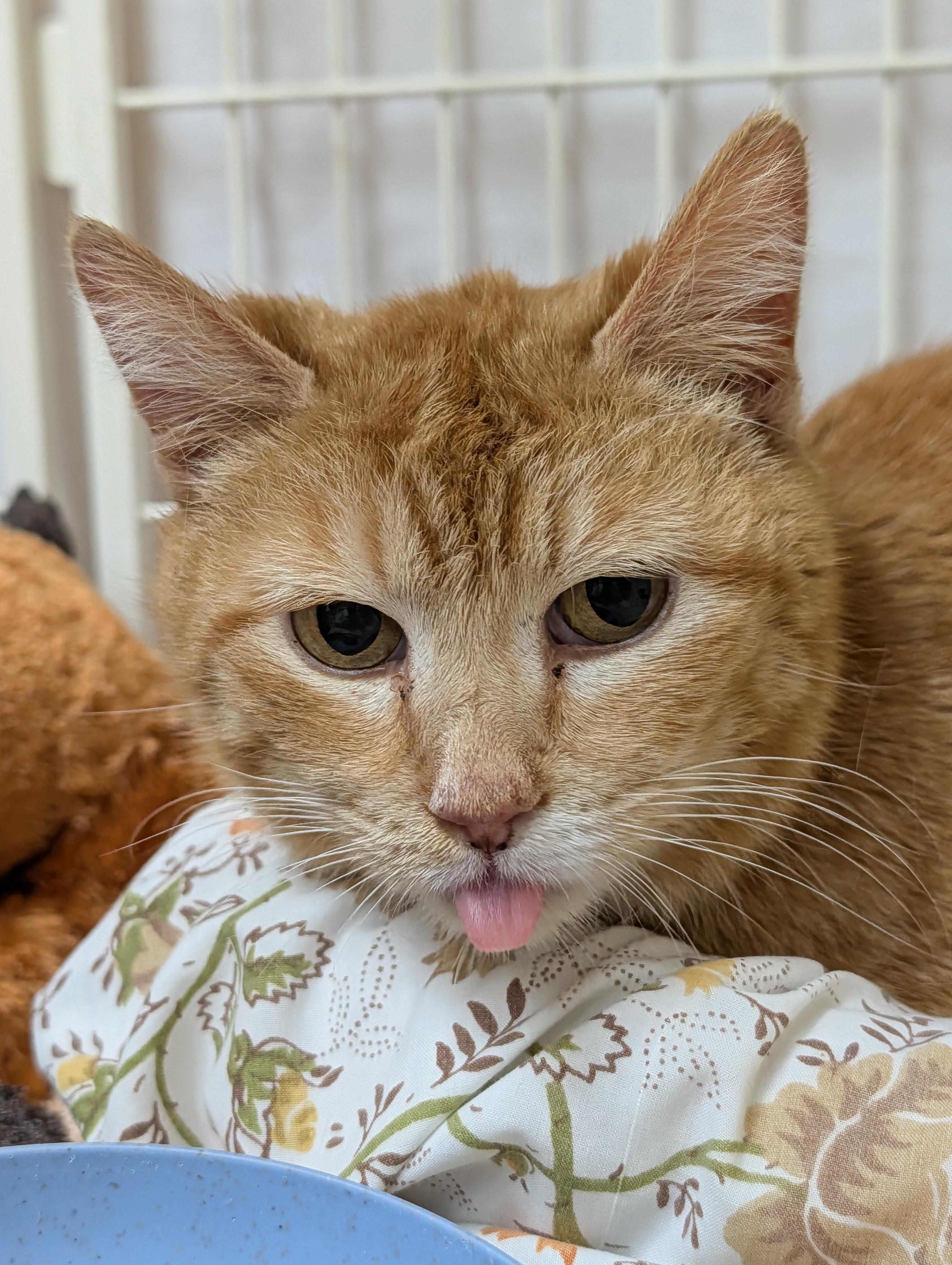 Gail, adopted, Senior Female Domestic Short Hair.