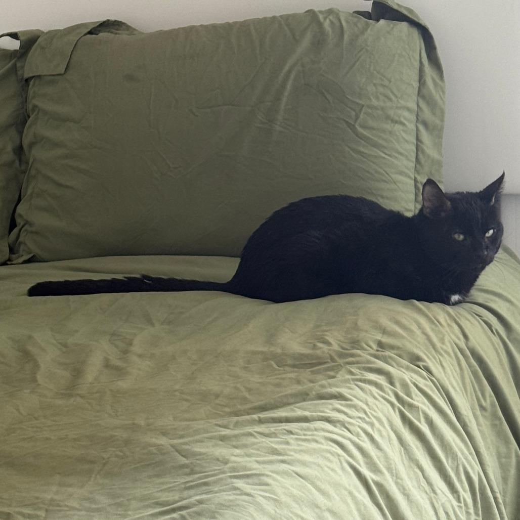 Atom, Adoptable, Adult Male Domestic Short Hair.
