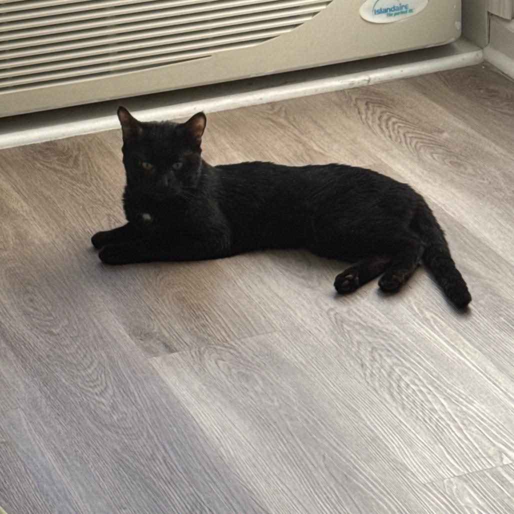 Enlarge Atom, a Adoptable Domestic Short Hair in New York, NY image 1/6