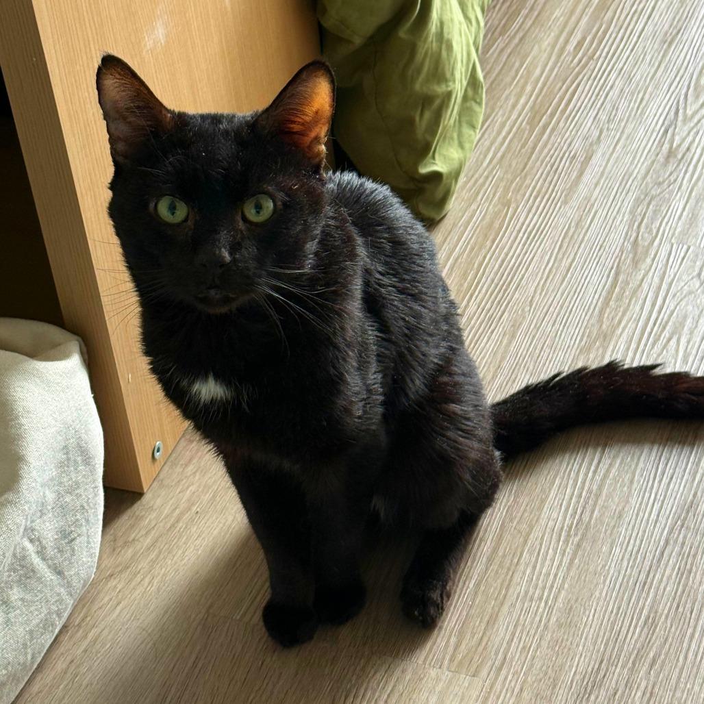 Enlarge Atom, a Adoptable Domestic Short Hair in New York, NY image 2/6