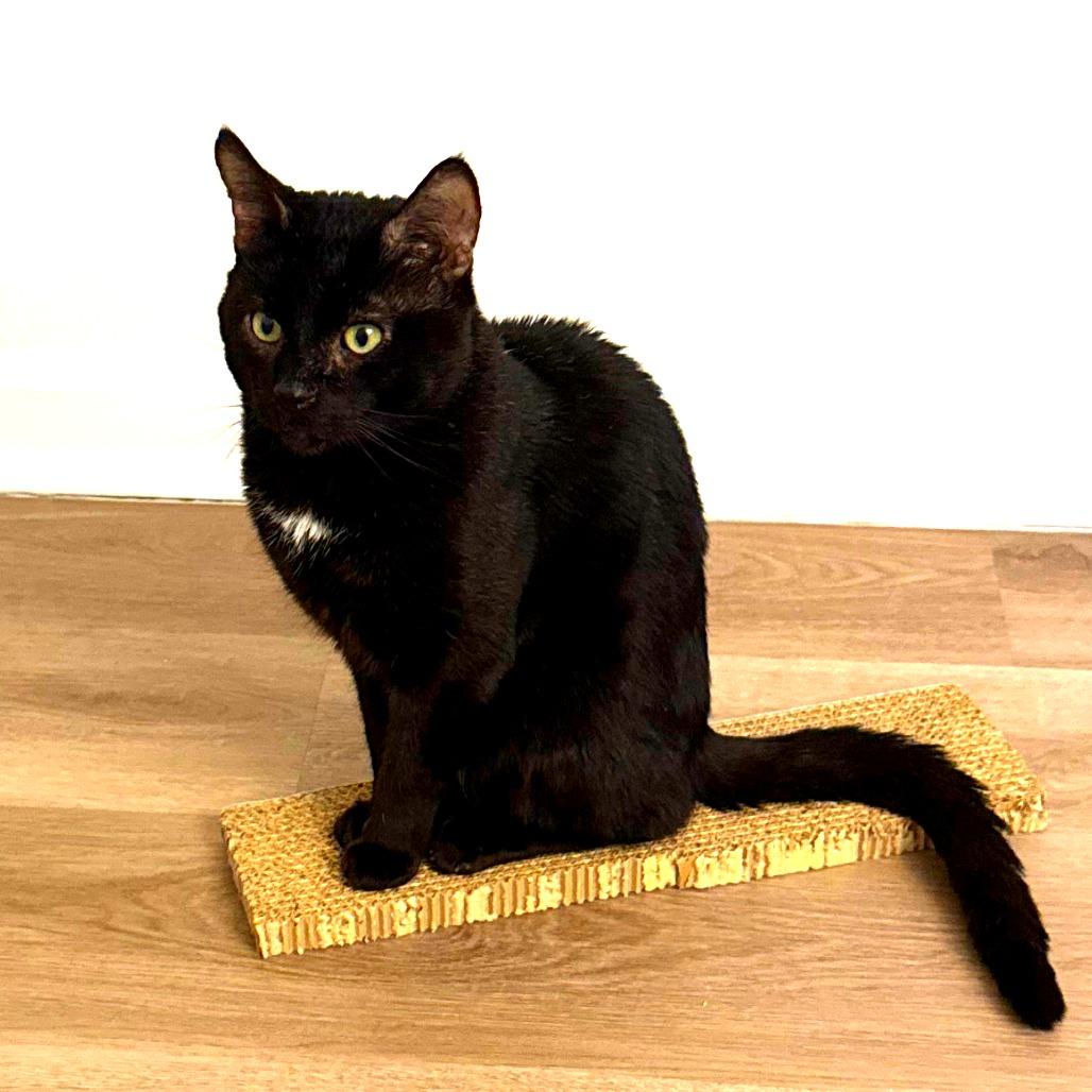 Enlarge Atom, a Adoptable Domestic Short Hair in New York, NY image 4/6