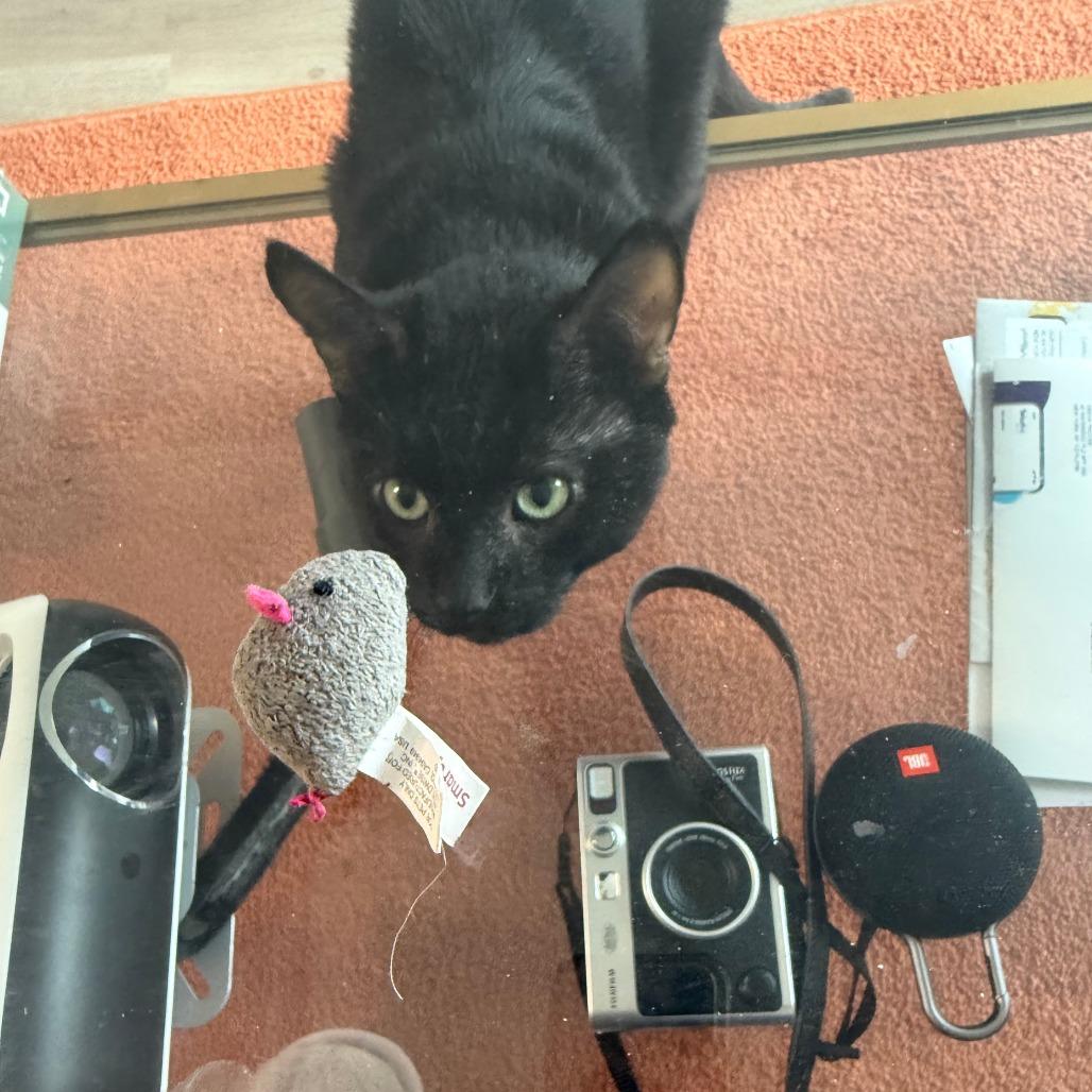 Enlarge Atom, a Adoptable Domestic Short Hair in New York, NY image 5/6