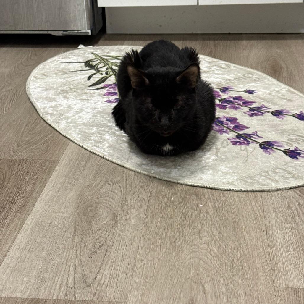 Enlarge Atom, a Adoptable Domestic Short Hair in New York, NY image 5/6