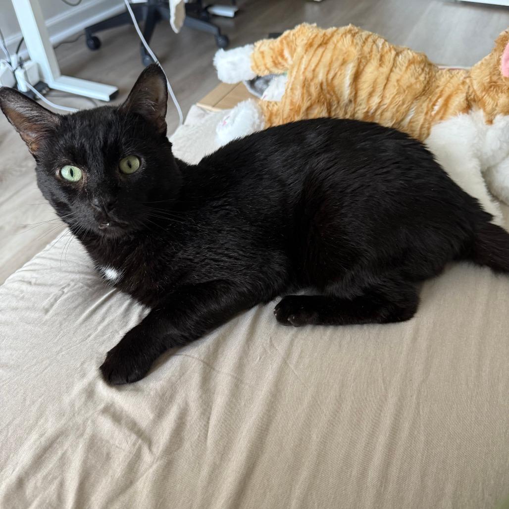 Enlarge Atom, a Adoptable Domestic Short Hair in New York, NY image 4/6