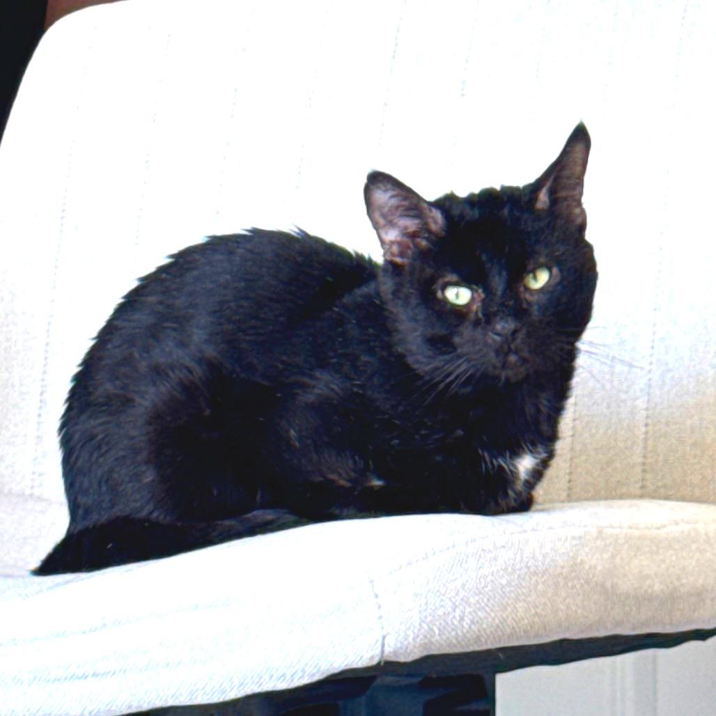 Enlarge Atom, a Adoptable Domestic Short Hair in New York, NY image 6/6