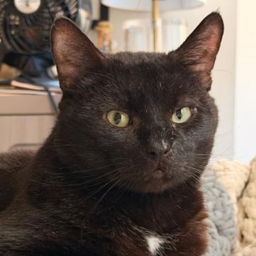 Enlarge Atom, a Adoptable Domestic Short Hair in New York, NY image 5/6