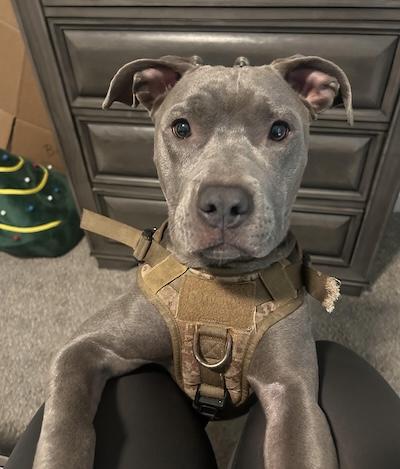 Enlarge Luna, a Adoptable American Staffordshire Terrier in Palmyra, VA image 2/4