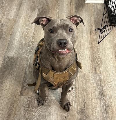 Enlarge Luna, a Adoptable American Staffordshire Terrier in Palmyra, VA image 1/4