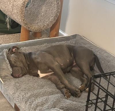 Enlarge Luna, a Adoptable American Staffordshire Terrier in Palmyra, VA image 3/4