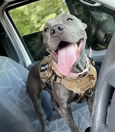 Enlarge Luna, a Adoptable American Staffordshire Terrier in Palmyra, VA image 4/4