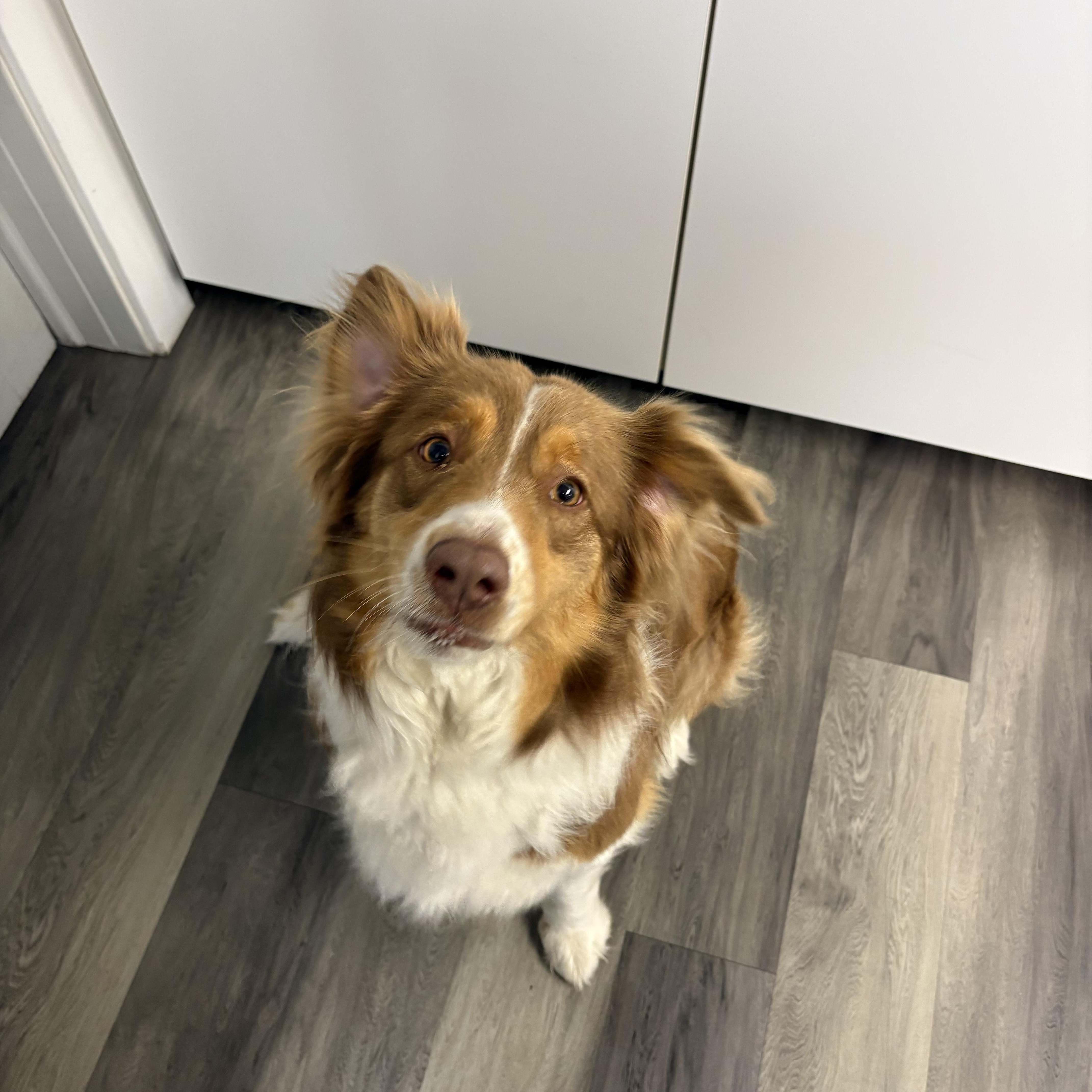 Enlarge Ollie, a ADOPTABLE Australian Shepherd in Holly, MI image 1/2
