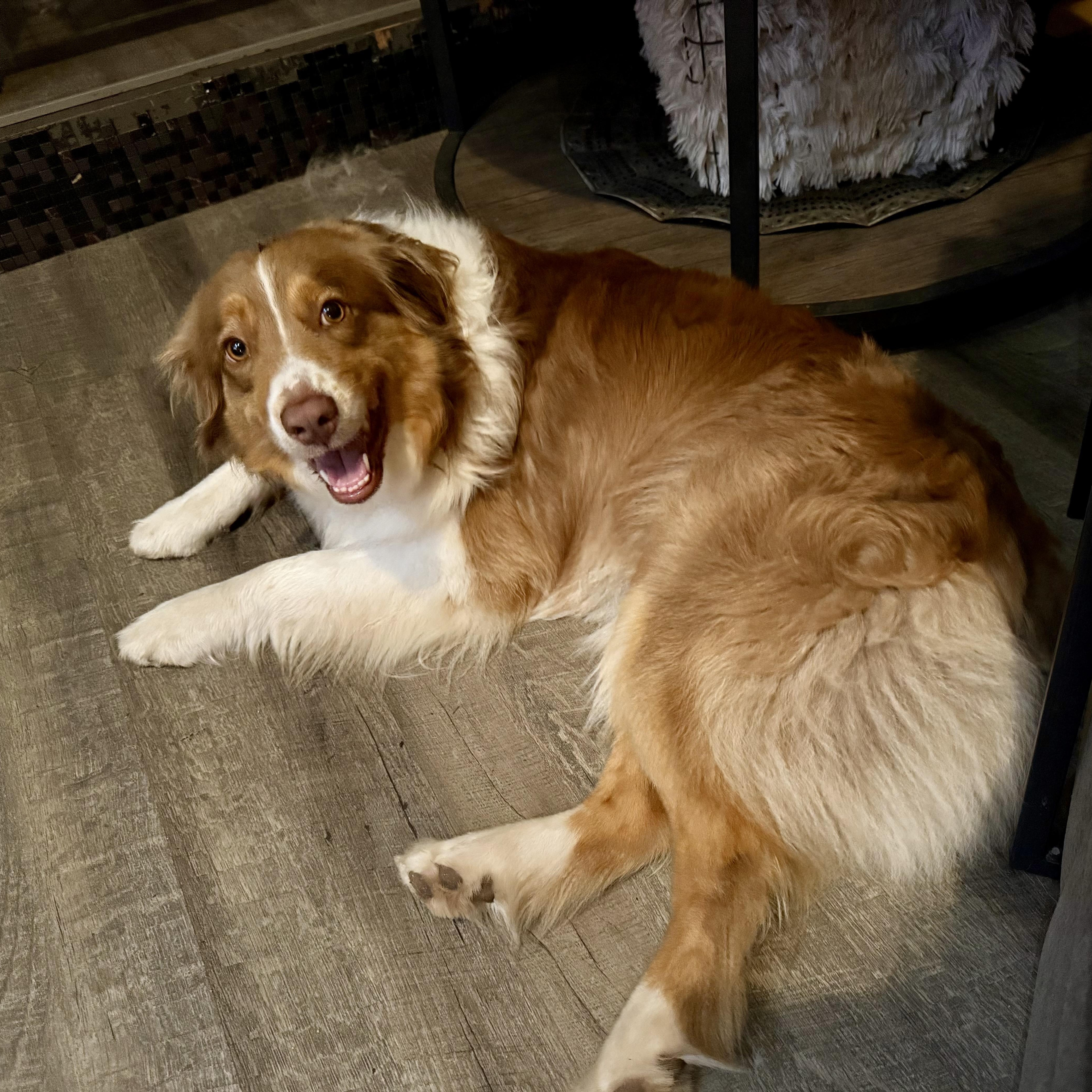 Enlarge Ollie, a ADOPTABLE Australian Shepherd in Holly, MI image 2/2
