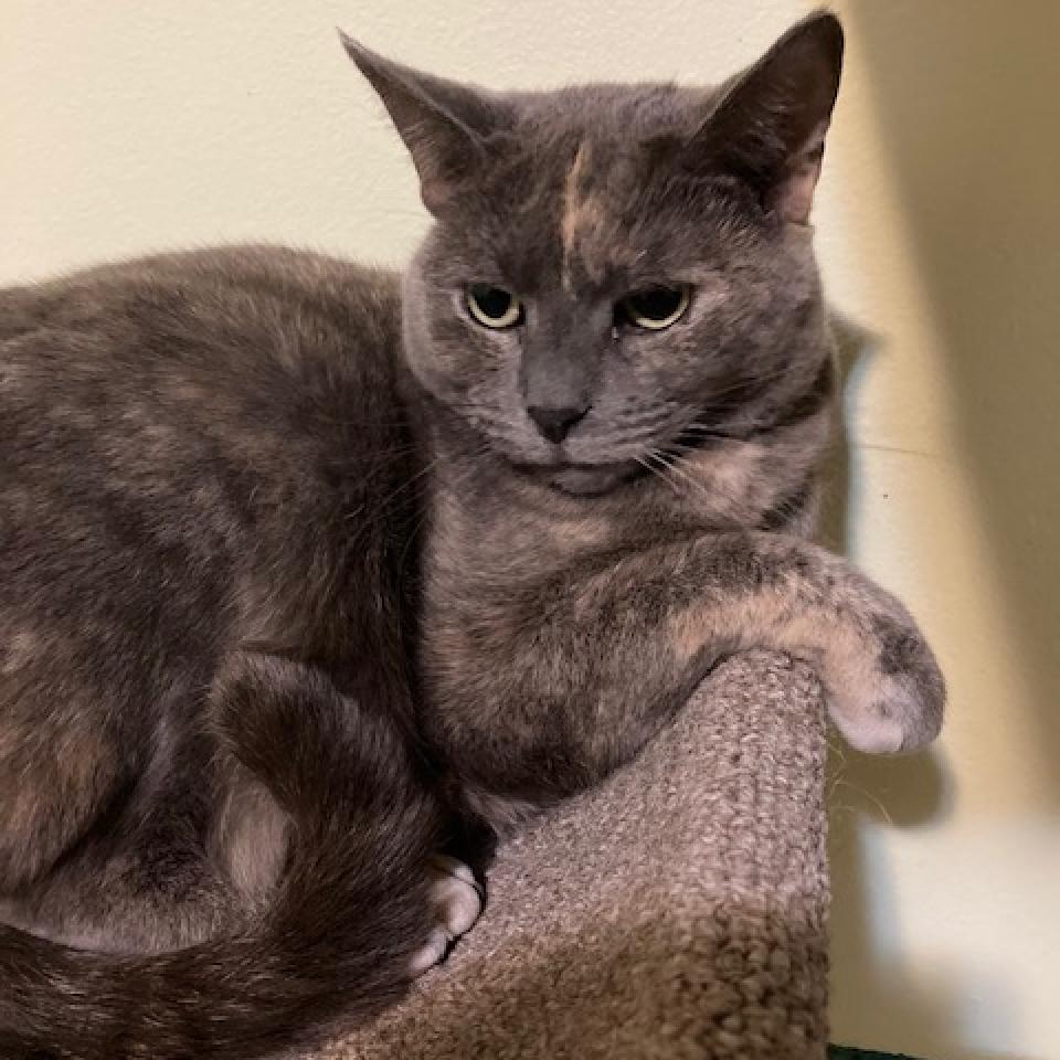 Dolce 2022, a Adoptable Domestic Short Hair in Bensalem, PA image 1/2