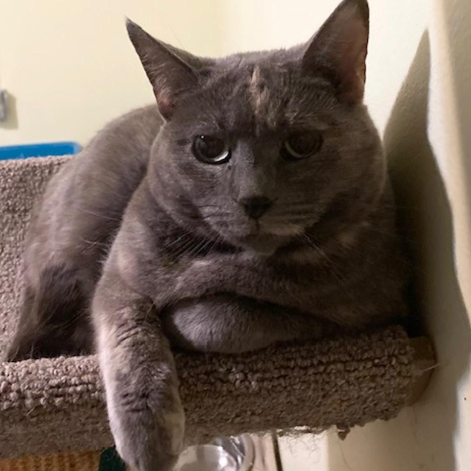 Dolce 2022, a Adoptable Domestic Short Hair in Bensalem, PA image 2/2