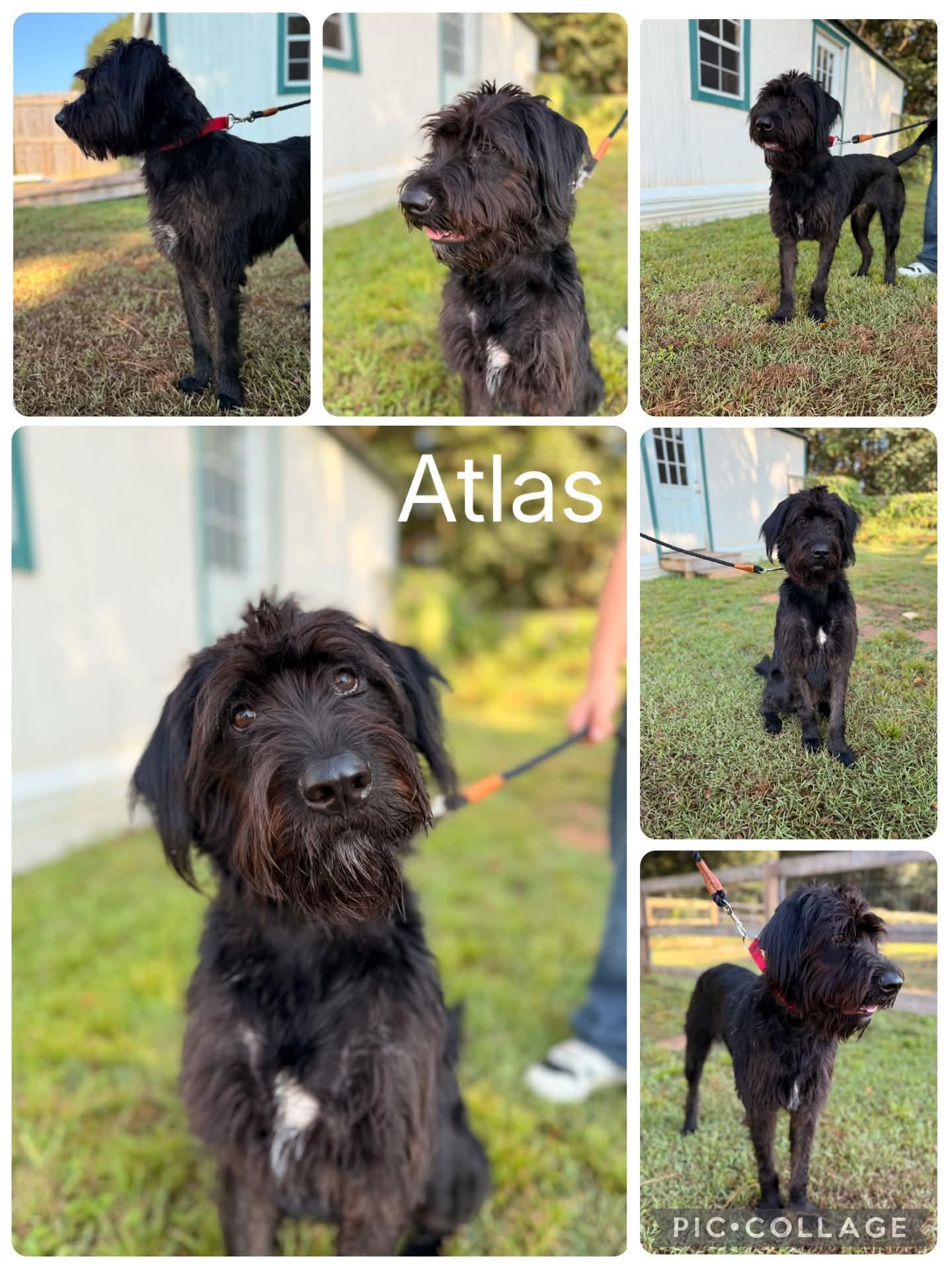 Enlarge Atlas, a ADOPTABLE Labradoodle in Enterprise, AL image 1/1