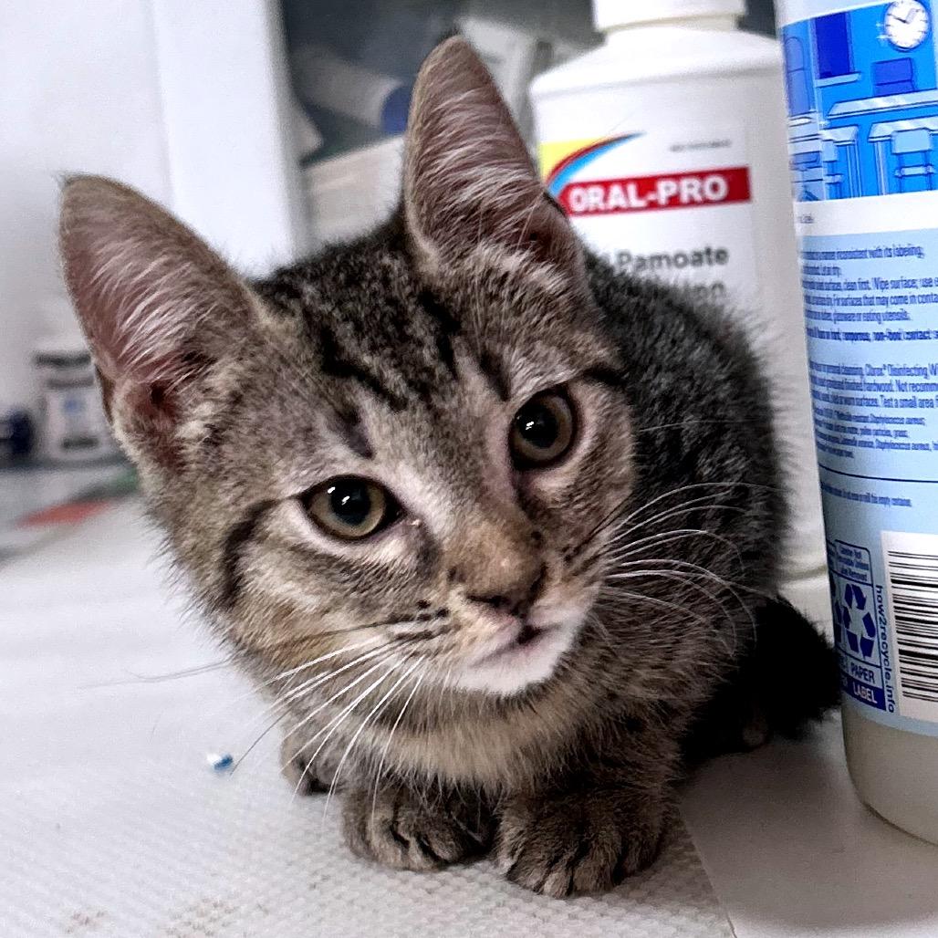 Hooligan, Adoptable, Kitten Male Domestic Short Hair.