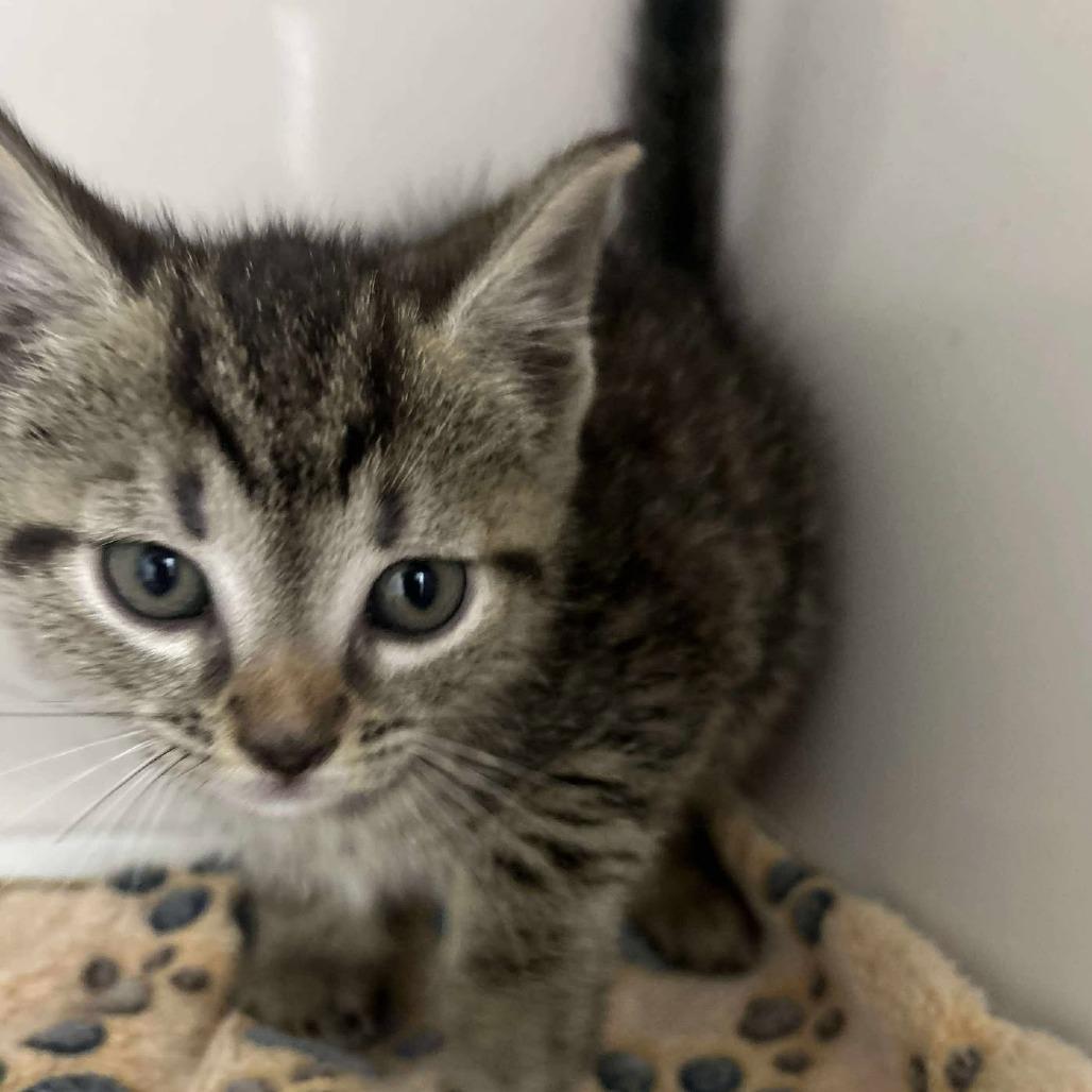 Enlarge Hooligan, a Adoptable Domestic Short Hair in Fredericksburg, VA image 2/2