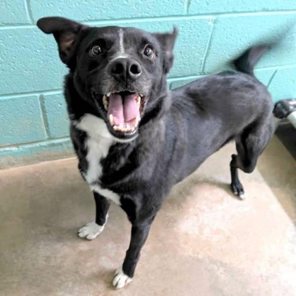 Chico, a Adoptable mixed breed in Midland, TX image 5/6