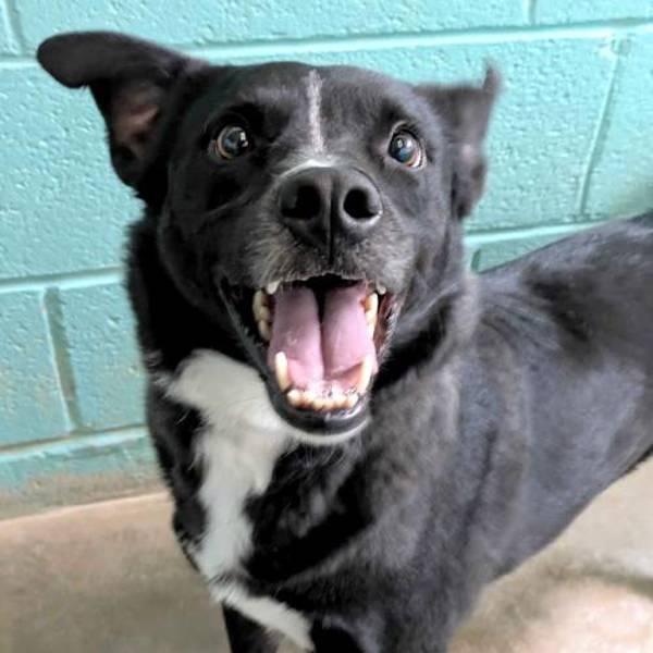 Chico, a Adoptable mixed breed in Midland, TX image 6/6