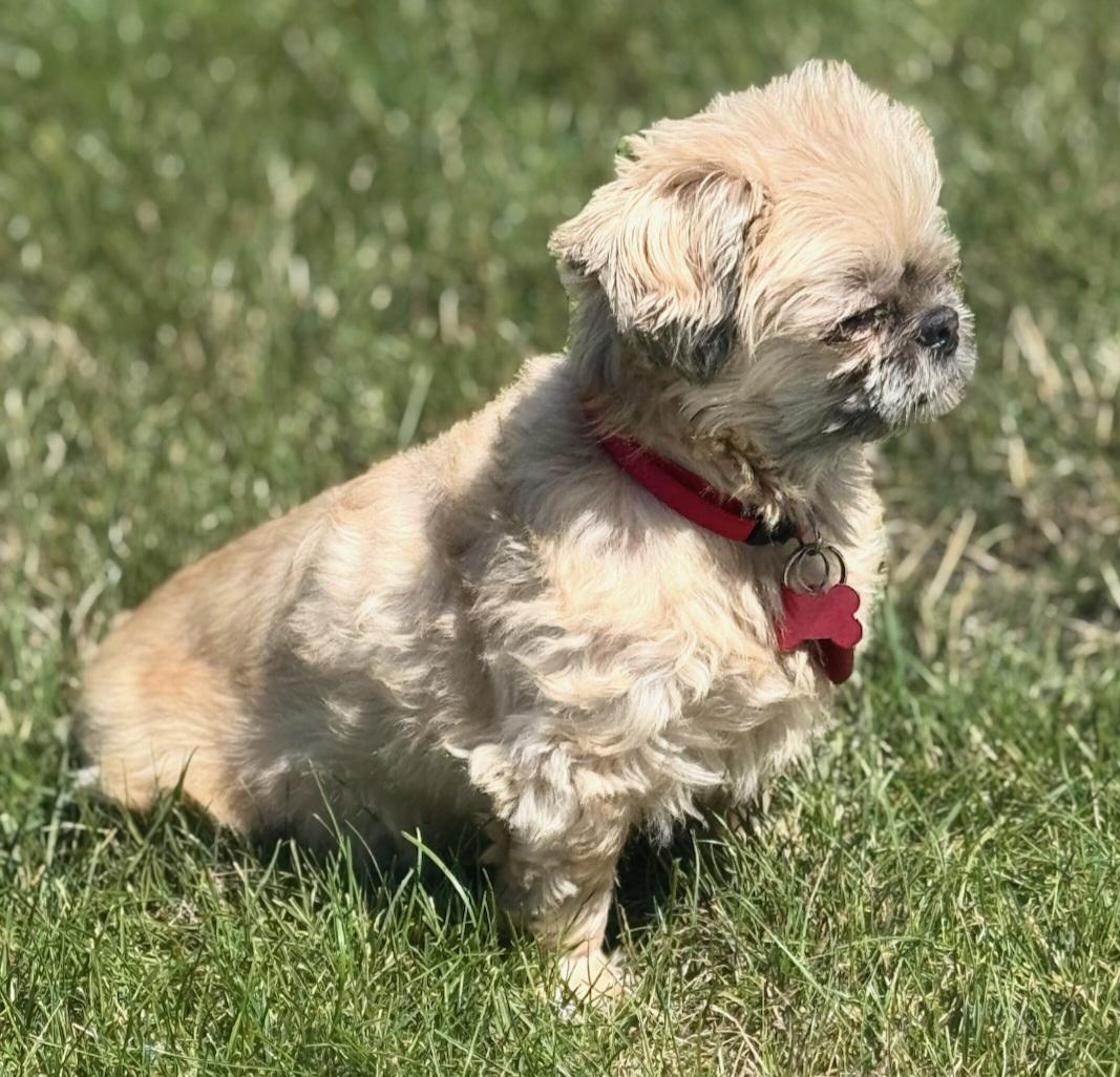 Enlarge Buttons - Blind Shih Tzu, a Adopted Shih Tzu in Menomonee Falls, WI image 2/2