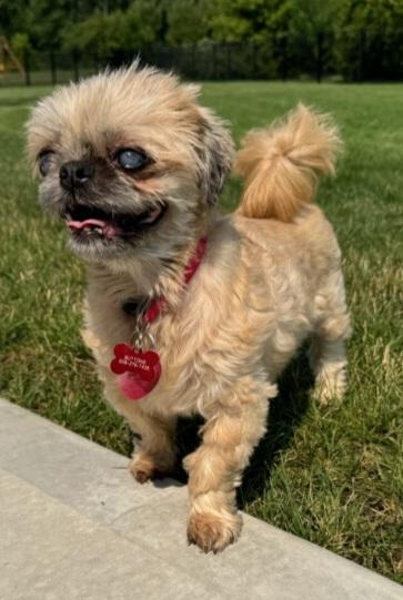 Enlarge Buttons - Blind Shih Tzu, a Adopted Shih Tzu in Menomonee Falls, WI image 1/2