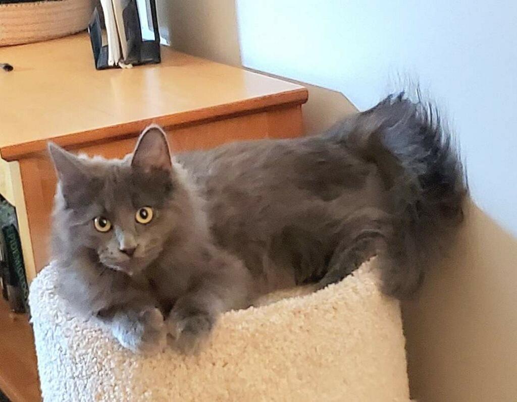 Enlarge Enoki, a Adoptable Domestic Long Hair in Pickerington, OH image 1/4