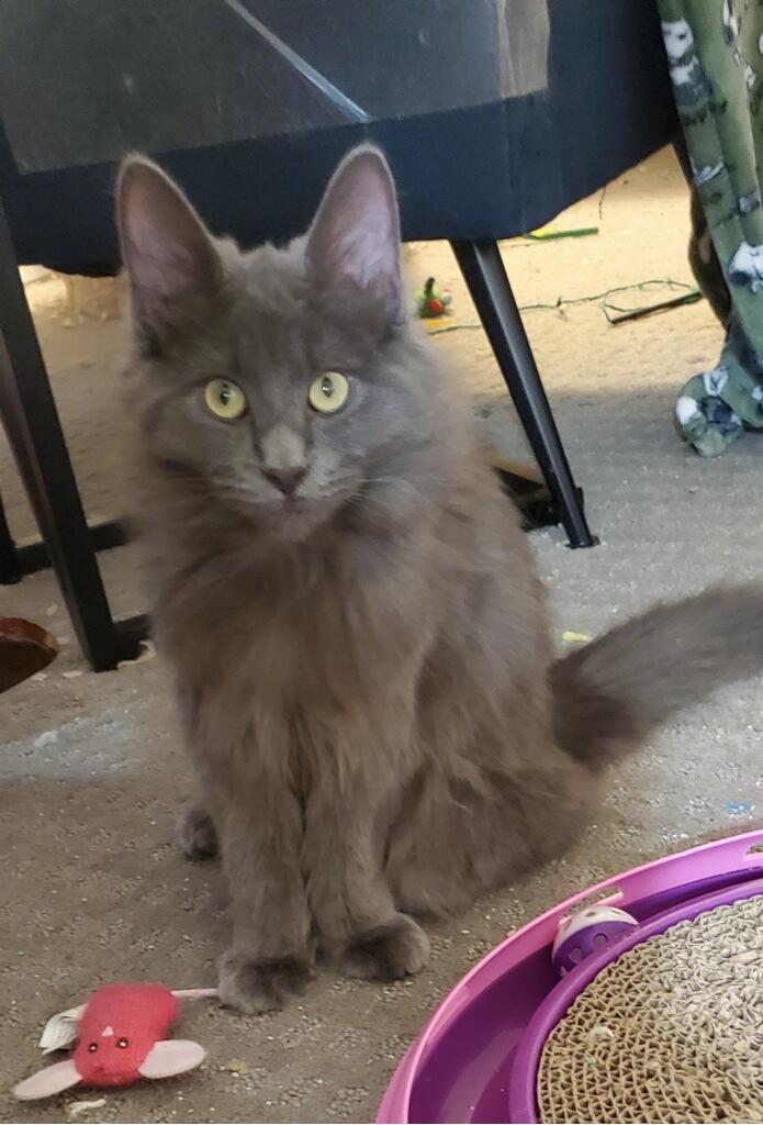 Enlarge Enoki, a Adoptable Domestic Long Hair in Pickerington, OH image 3/4