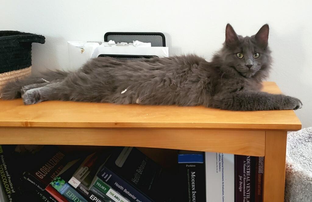 Enlarge Enoki, a Adoptable Domestic Long Hair in Pickerington, OH image 2/4