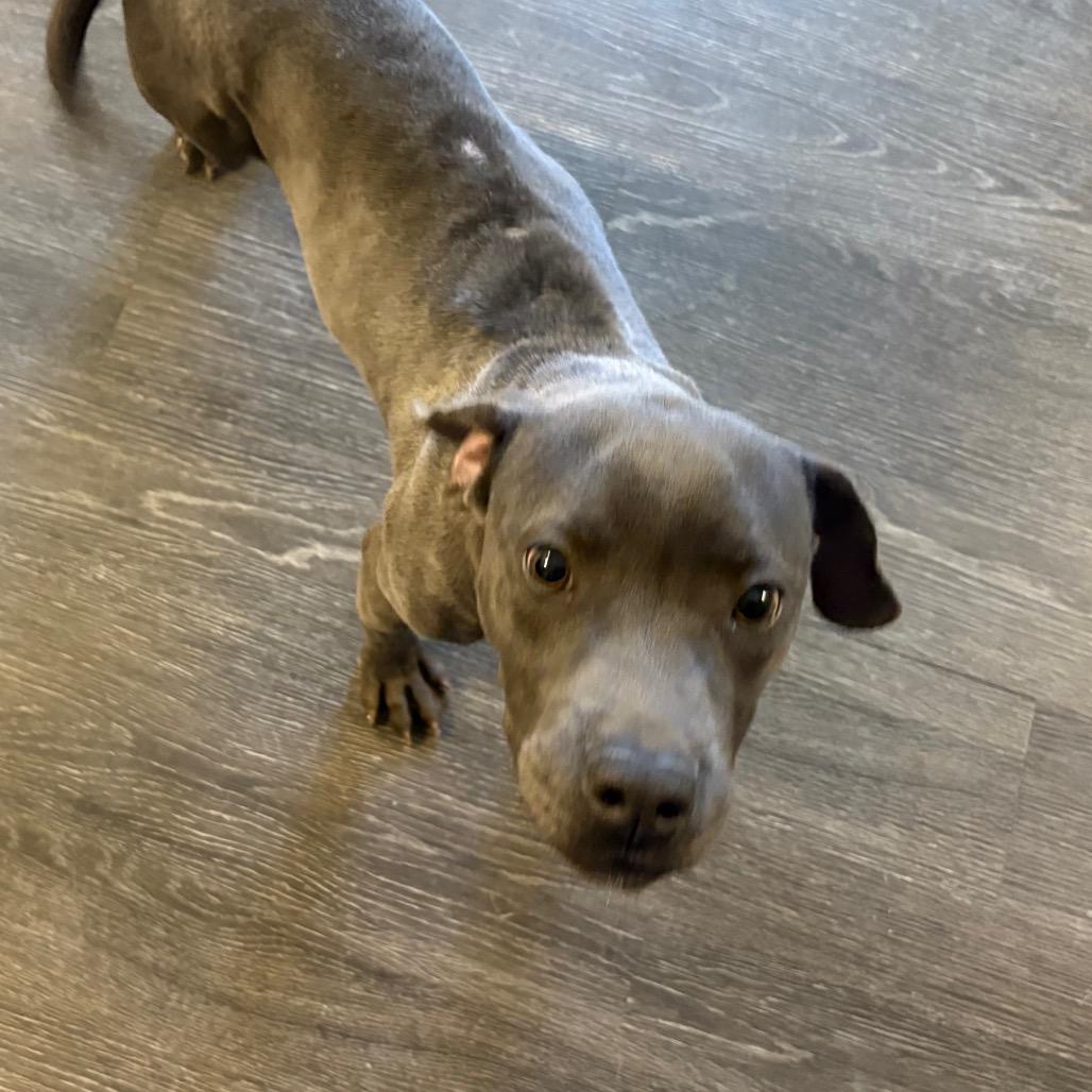 Polly, ADOPTABLE, Young Female Pit Bull Terrier.