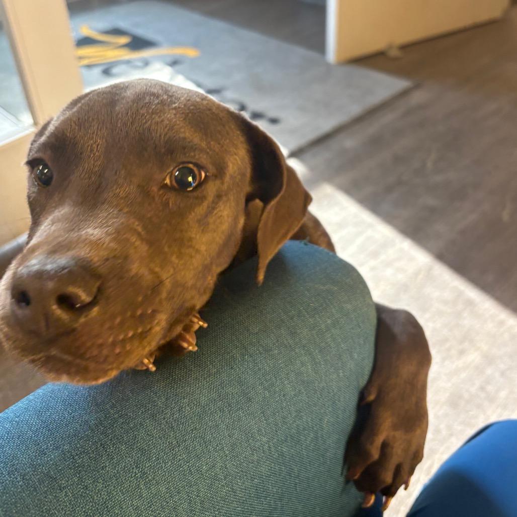 Enlarge Polly, a ADOPTABLE mixed breed in Webster, TX image 2/4