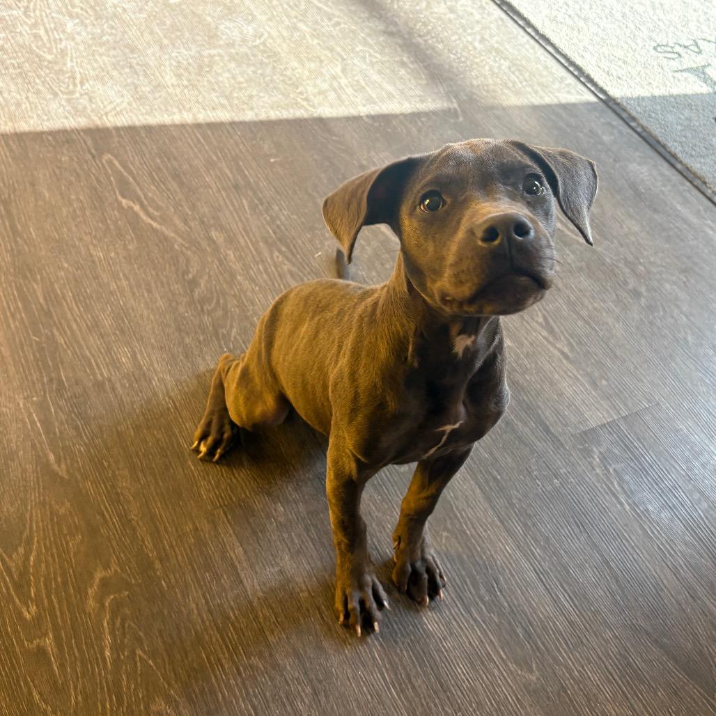 Enlarge Polly, a ADOPTABLE mixed breed in Webster, TX image 3/4