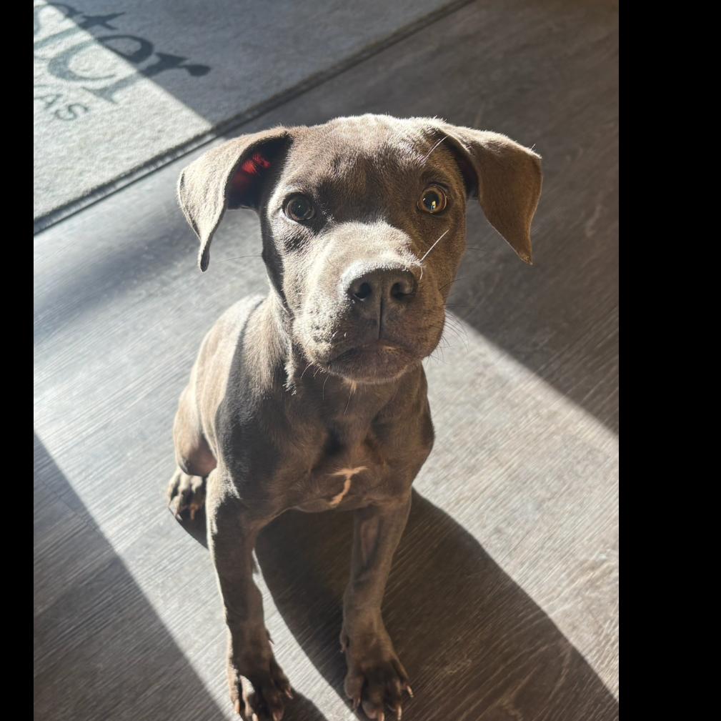 Enlarge Polly, a ADOPTABLE mixed breed in Webster, TX image 4/4