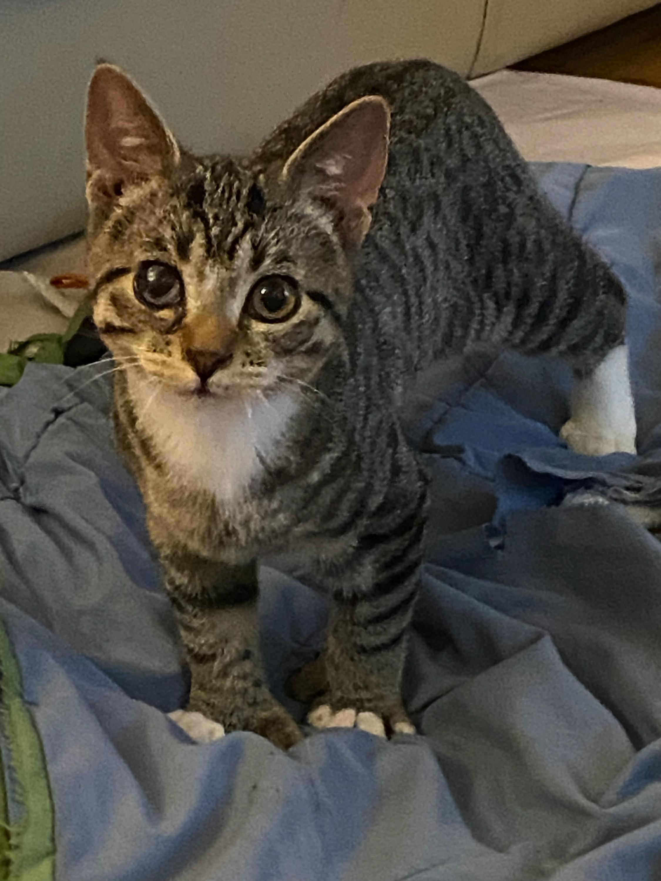 Gabriel. Sibling to Felix