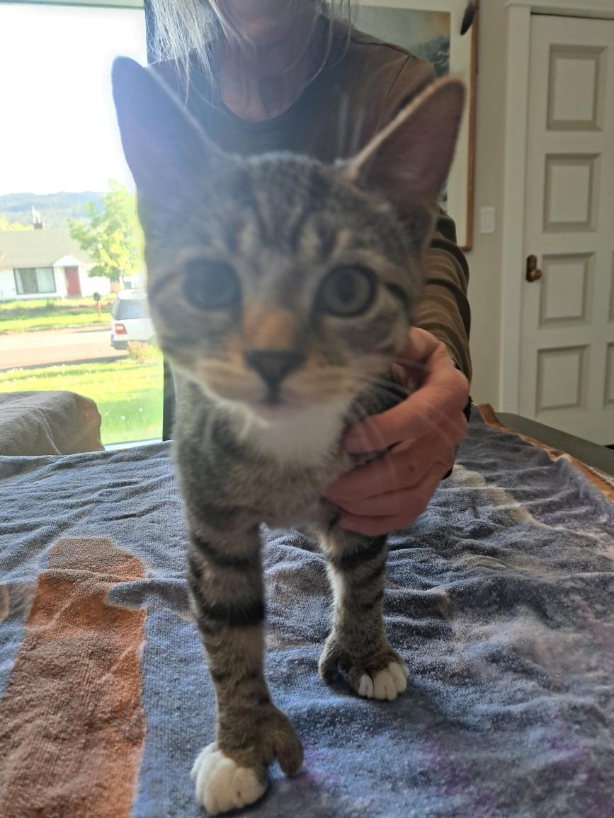 Gabriel. Sibling to Felix 3