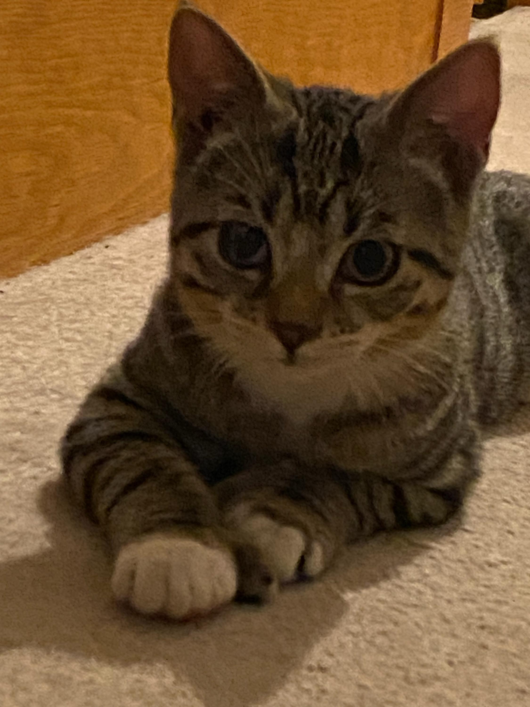 Gabriel. Sibling to Felix 2