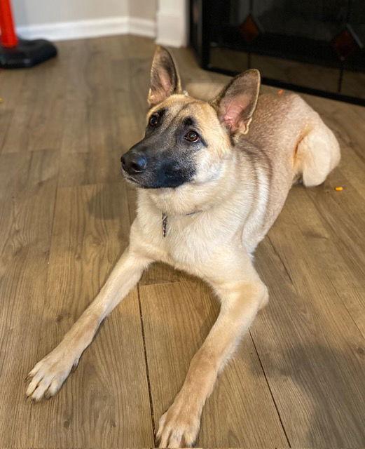 Astro, Adoptable, Young Male Shepherd.