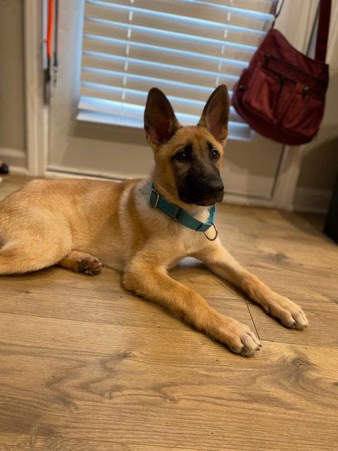 Astro, a Adopted Shepherd in Raleigh, NC image 2/2