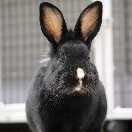 June, Adoptable, Baby Male Lionhead & Bunny Rabbit.