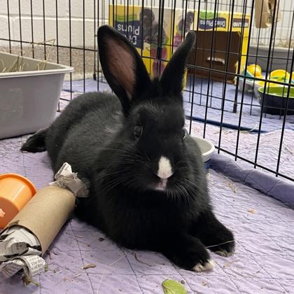 Enlarge June, a Adoptable mixed breed in Wheaton, IL image 2/3