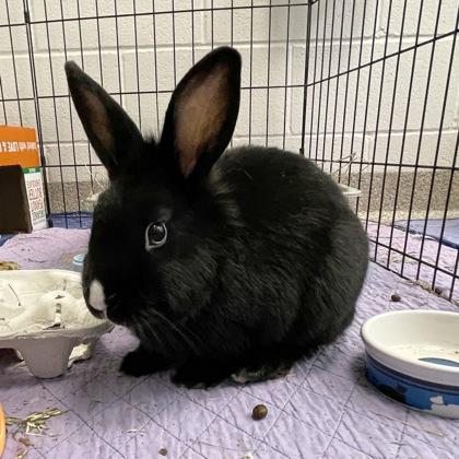 Enlarge June, a Adoptable mixed breed in Wheaton, IL image 3/3